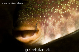 Close up of the mouth of a fish that has just taken a sna... by Christian Vizl 